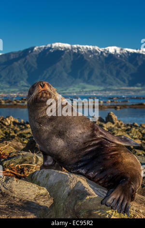 Südlichen Seebär (Arctocephalus Forsteri), in der Nähe von Kaikoura, Südinsel, Neuseeland Stockfoto