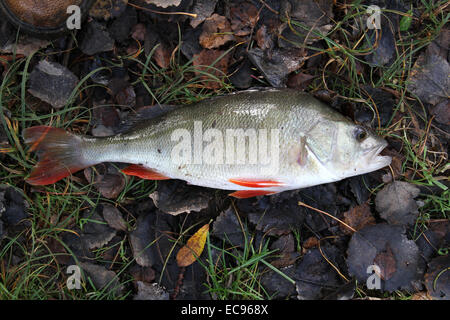 Großen Süßwasser Barsche gefangen in kommerziellen Angelteich und lebendig zurückgegeben. Stockfoto