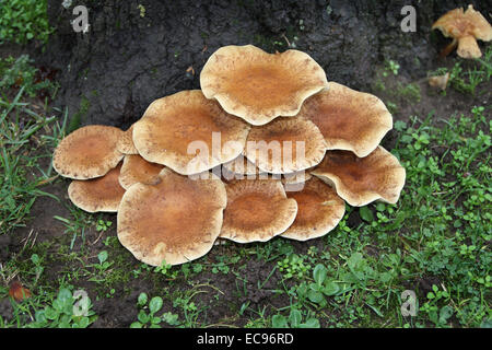 Halterung Pilz auf Basis der Baum im Herbst. Stockfoto