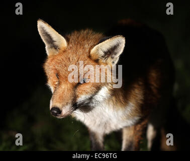 Urban Fuchs im Garten in der Nacht mit beschädigten Auge. Stockfoto