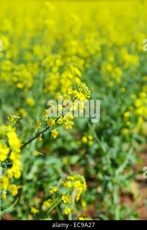 Ein Feld von Raps in der Nähe von New Norcia, Western Australia. Stockfoto