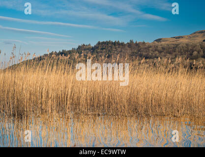 Schilf wächst am Rande der Glencar Lake, County Sligo, Irland Stockfoto