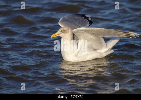 Silbermöwe Larus Argentatus Baden in küstennahen Creek mit ausgestreckten Flügeln Stockfoto