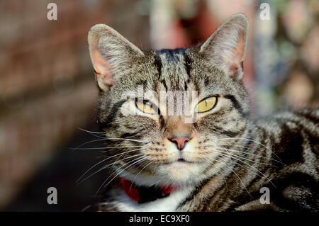 Tabby Katze Porträt auf Pultdach Stockfoto