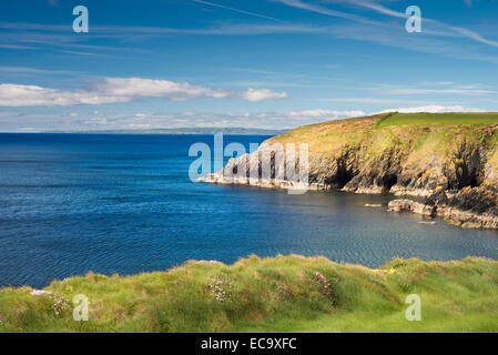 Sparsamkeit (Armeria Maritima, Meer rosa) Blüte im Mai auf den Klippen oberhalb Kilmurrin Cove, Copper Coast Geopark, Grafschaft Waterford Stockfoto