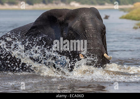 Afrikanischen Elefantenbullen planschen im Chobe während der Überquerung des Flusses (Loxodonta Africana), Chobe Nationalpark, Botswana Stockfoto