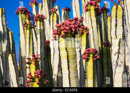 Euphorbia Canariensis (Cardon, Kanarische Wolfsmilch) Blüte im Mai in Costa del Silencio, Teneriffa, Kanarische Inseln, Spanien Stockfoto