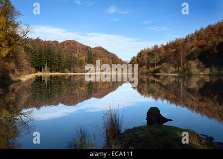 Eibe Baum Tarn im Herbst in der Nähe von Coniston Seenplatte Cumbria England Stockfoto