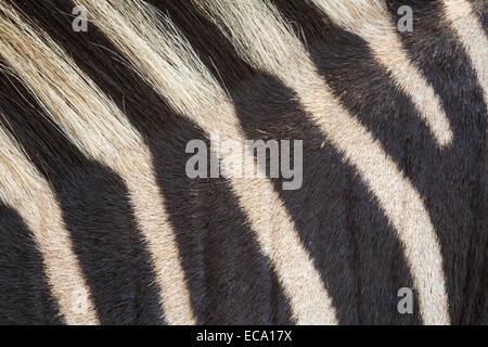 Ebenen Zebra (Equua Quagga Burchelli) Streifen Muster Detail, Südafrika, Stockfoto