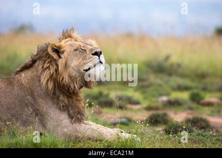 Löwe (Panthera Leo) riechen, Mountain Zebra National Park, Eastern Cape, Südafrika Stockfoto