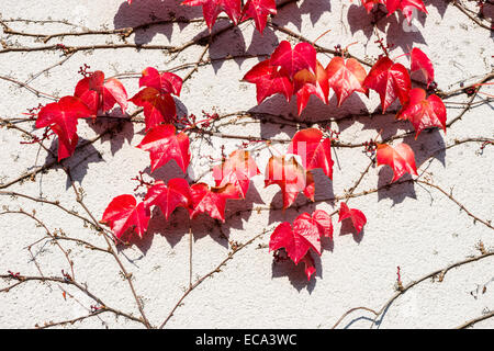 Rotes Laub von wildem Wein (Parthenocissus Quinquefolia) im Herbst, Würzburg, Bayern, Deutschland Stockfoto