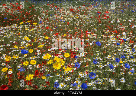 Wildblumen, inc. Mohnblumen (Papaver Rhoeas), Mais Ringelblume (Glebionis Segetum), Kornblumen (Centaurea Cyanus) und Mais Kamille Stockfoto