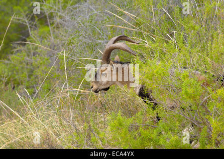 Spanische Steinböcke (Capra Pyrenaica), Maro-Cerro Gordo Klippen, La Axarquia Malaga Provinz, Andalusien, Spanien, Europa Stockfoto