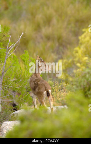 Spanische Steinböcke (Capra Pyrenaica), Maro-Cerro Gordo Klippen, La Axarquia Malaga Provinz, Andalusien, Spanien, Europa Stockfoto