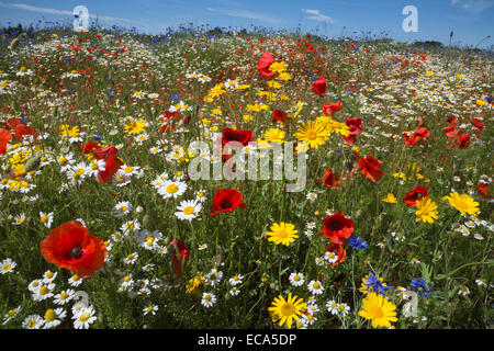 Wildblumen, inc. Mohnblumen (Papaver Rhoeas), Mais Ringelblume (Glebionis Segetum), Kornblumen (Centaurea Cyanus) und Mais Kamille Stockfoto