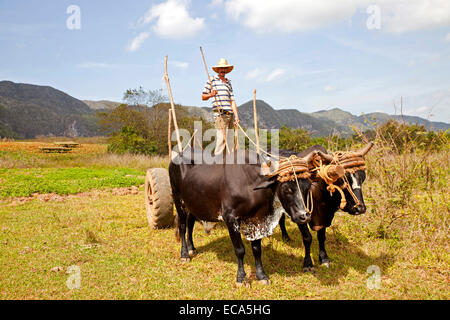Bauer mit einem Ochsen gezogenen Karren, Valle de Viñales, Pinar del Río Provinz, Kuba Stockfoto