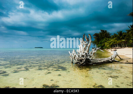 Toter Baum am Mikro Strand, Garapan, Saipan, Nördliche Marianen Stockfoto