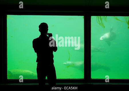 Besucher, Dichtung Becken im Zoo Karlsruhe, Baden-Württemberg, Deutschland Stockfoto