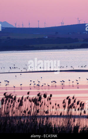 Rosaflamingos (Phoenicopterus Ruber) Lagune Fuente de Piedra bei Sonnenuntergang, Provinz Málaga, Andalusien, Spanien, Europa Stockfoto