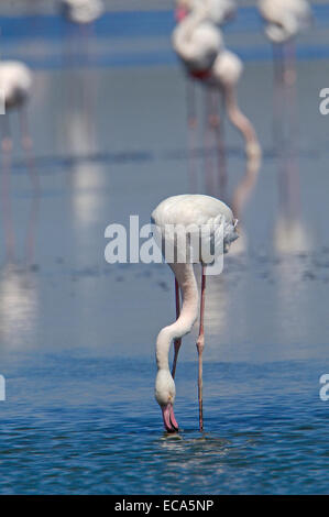 Rosaflamingo (Phoenicopterus Ruber), Lagune Fuente de Piedra, Provinz Málaga, Andalusien, Spanien, Europa Stockfoto