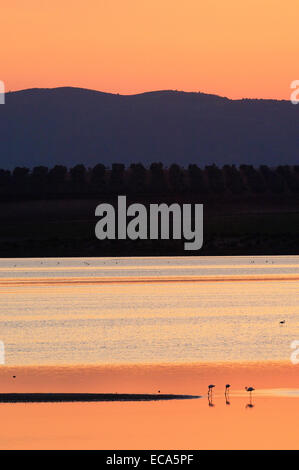 Lagune Fuente de Piedra bei Sonnenuntergang, Rosaflamingos (Phoenicopterus Ruber), Málaga Provinz, Andalusien, Spanien, Europa Stockfoto