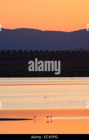 Lagune Fuente de Piedra bei Sonnenuntergang, Rosaflamingos (Phoenicopterus Ruber), Málaga Provinz, Andalusien, Spanien, Europa Stockfoto