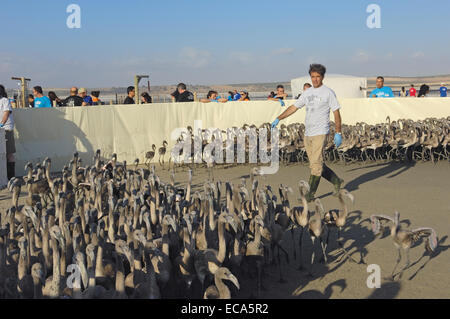 Flamingos im Fechten bevor Ringe und misst, Fuente de Piedra Lagune, Provinz Málaga, Andalusien, Spanien Stockfoto