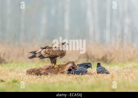 Junge Adler (Haliaeetus Horste) mit Kolkrabe (Corvus Corax) auf totes Reh sitzend, Masuren, Polen Stockfoto