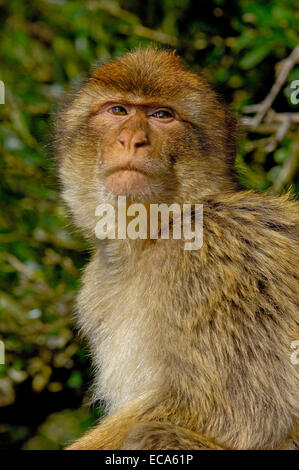 Berberaffe (Macaca Sylvanus), Gibraltar, Europa Stockfoto