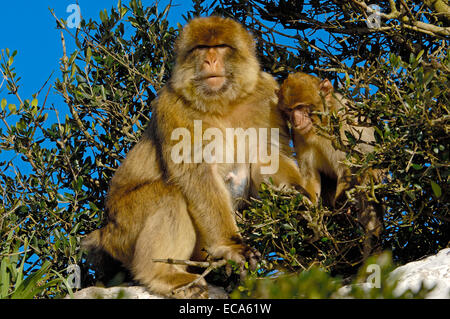 Berberaffen (Macaca Sylvanus), Gibraltar, Europa Stockfoto