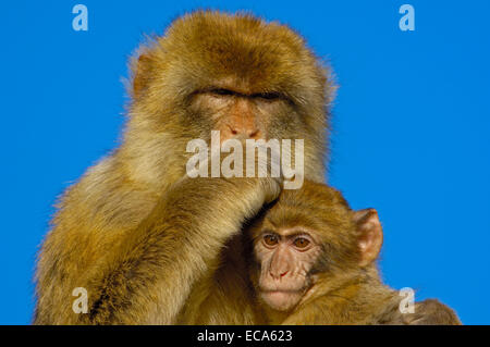 Berberaffen (Macaca Sylvanus), Gibraltar, Europa Stockfoto