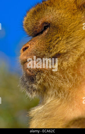 Berberaffe (Macaca Sylvanus), Gibraltar, Europa Stockfoto