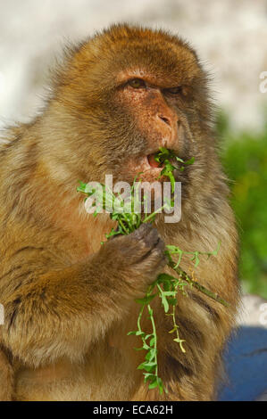 Berberaffe (Macaca Sylvanus), Gibraltar, Europa Stockfoto