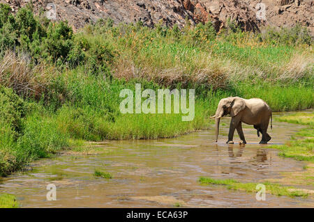 Seltene namibische Wüste Elefant (Loxodonta Africana), Bull, Hoarusib River, Namib-Wüste, Kaokoland, Kaokoveld, Kunene Provinz Stockfoto