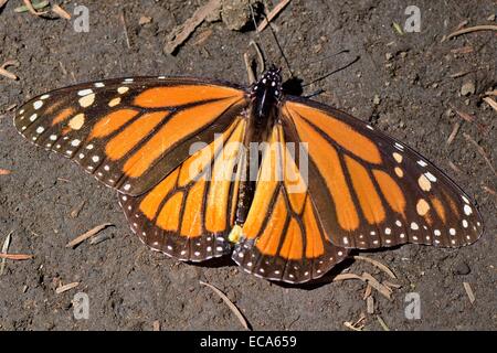 Monarchfalter (Danaus Plexippus), El Rosario, Monarchfalter Biosphärenreservat, Mariposa Monarca, Angangueo, Michoacán Stockfoto