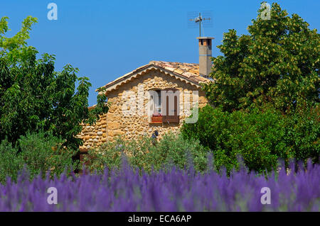 Lavendel-Feld und Häuschen am Plateau de Valensole, Alpes-de-Haute-Provence, Valensole, Frankreich Stockfoto