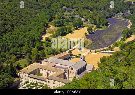 Lavendelfelder in Abbaye Notre-Dame de Senanque, Senanque Abbey, Gordes, Provence, Frankreich Europa Stockfoto