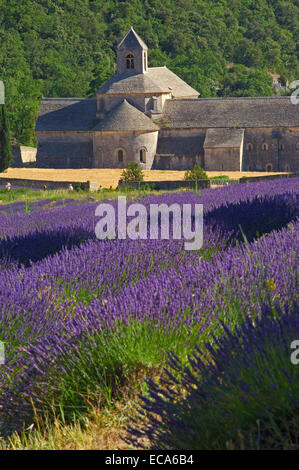 Lavendelfelder in Abbaye Notre-Dame de Senanque, Senanque Abbey, Gordes, Provence, Frankreich, Europa Stockfoto