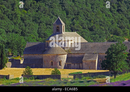 Lavendelfelder in Abbaye Notre-Dame de Senanque, Senanque Abbey, Gordes, Provence, Frankreich, Europa Stockfoto