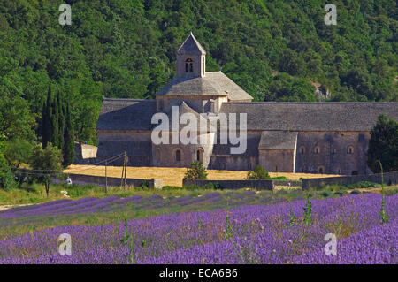 Lavendelfelder in Abbaye Notre-Dame de Senanque, Senanque Abbey, Gordes, Provence, Frankreich, Europa Stockfoto