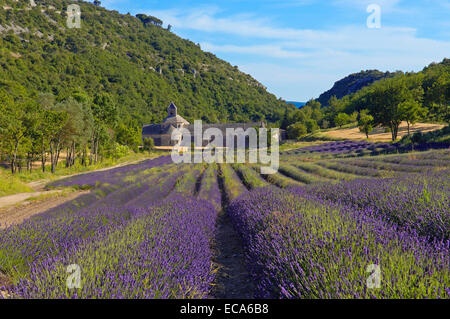 Lavendelfelder in Abbaye Notre-Dame de Senanque, Senanque Abbey, Gordes, Provence, Frankreich, Europa Stockfoto