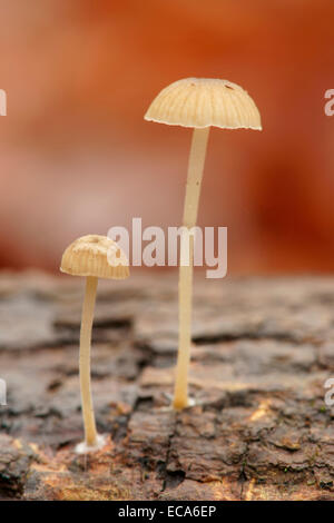 Yellowleg Bonnet Pilz (Mycena Epipterygia), Nationalpark Hainich, Thüringen, Deutschland Stockfoto