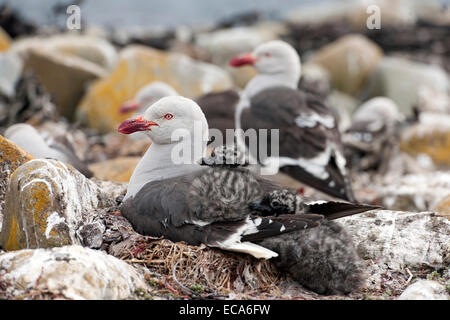 Delphin-Möwe (Leucophaeus Scoresbii) mit Küken, Sea Lion Island, Falkland-Inseln Stockfoto