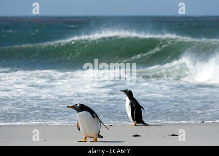 Gentoo Penguins (Pygoscelis Papua), Volunteer Point, East Falkland, Falkland-Inseln Stockfoto