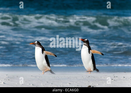 Gentoo Penguins (Pygoscelis Papua), Volunteer Point, East Falkland, Falkland-Inseln Stockfoto