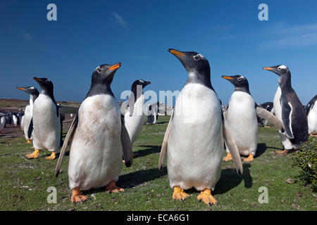 Gentoo Penguins (Pygoscelis Papua) Sea Lion Island, Falkland-Inseln Stockfoto