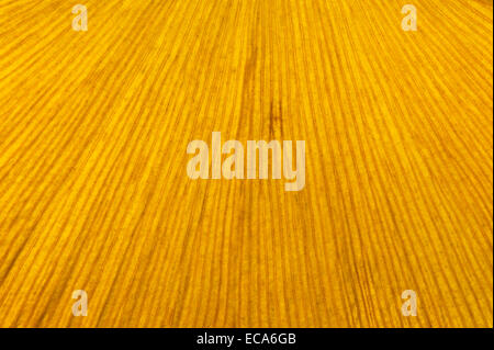 Struktur der Ginkgo (Ginkgo Biloba), gelbe herbstlichen Blattfarbe, Detail-Ansicht, Nahaufnahme Stockfoto