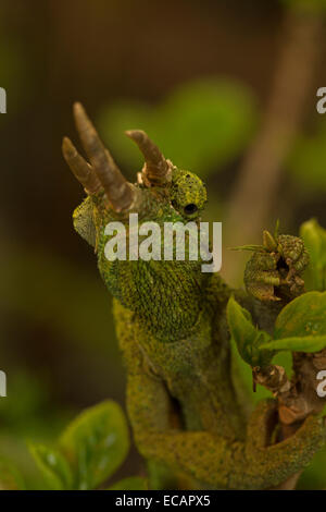 Jacksons Chamäleon oder Jacksons drei gehörnten Chamäleon (Trioceros Jacksonii), gefangen African native Stockfoto