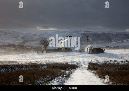 Birk Rigg, Wald in Teesdale, County Durham. 11. Dezember 2014.  Großbritannien Wetter. Starke Schneeschauer und starke Winde verursachen den Schnee zu driften in einigen Teilen von Nordengland fahren schwierig machen.  Birk Rigg, Wald in Teesdale, County Durham UK. Bildnachweis: David Forster/Alamy Live-Nachrichten Stockfoto