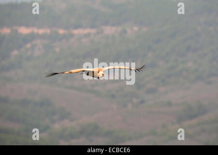 Gänsegeier (abgeschottet Fulvus) während des Fluges angesehen am Castillo de Monfragüe, Monfrague Nationalpark, Extremadura, Spanien Stockfoto